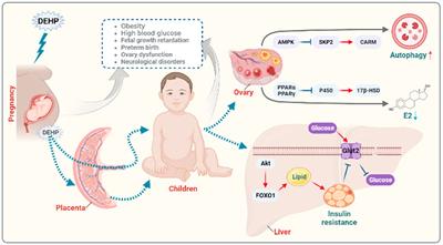 Early-life exposure to di (2-ethyl-hexyl) phthalate: Role in children with endocrine disorders